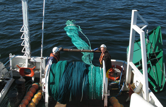 SYKE ja RKTL aloittivat yhteistyön kalakantojen seurannassa. Koetroolaus käynnissä syyskuun alussa. Kuva Panu Hänninen.